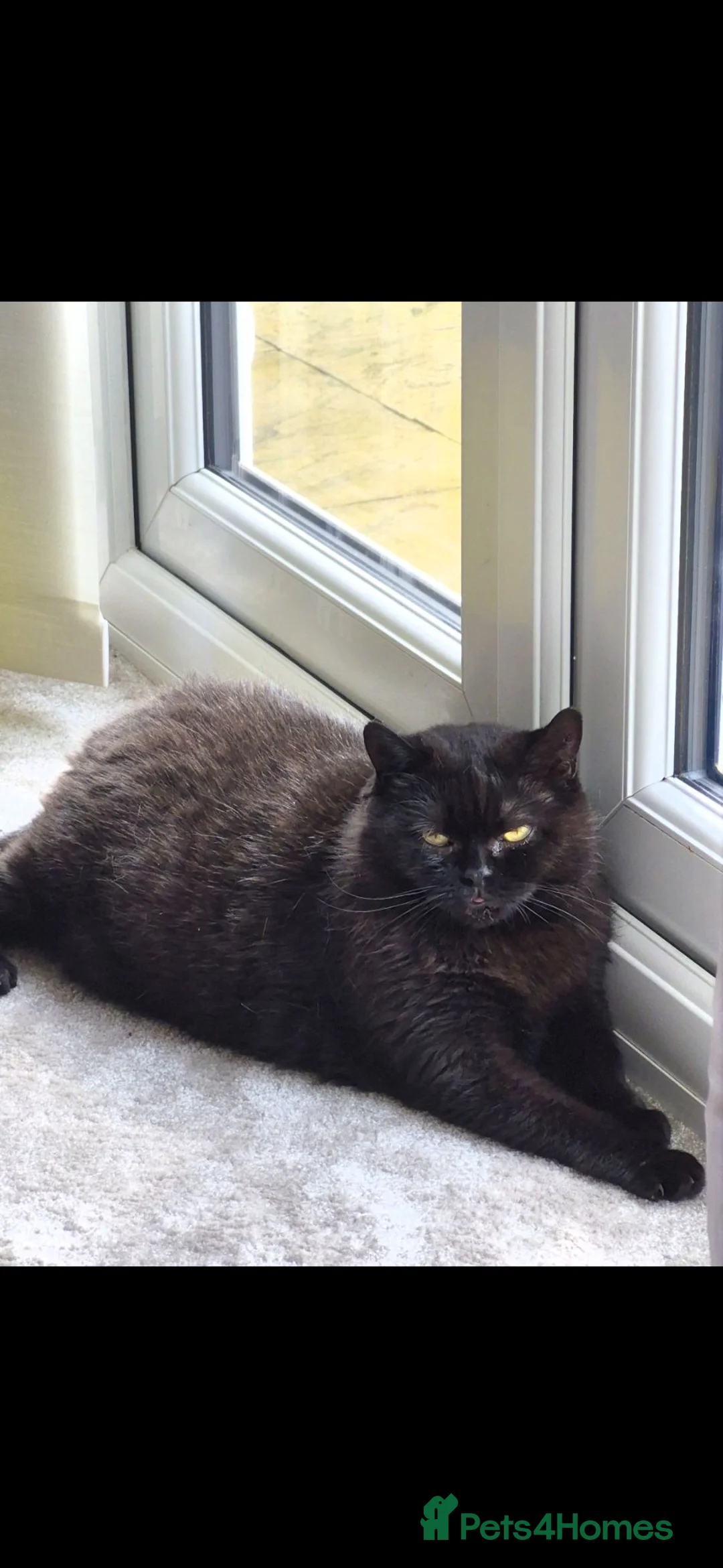 British Shorthair cats for sale: Rehome adorable British Shorthair cats - Advert 5