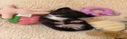 Chihuahua dogs for sale: Beautiful Chihuahua Boys 🐾 - Advert 24
