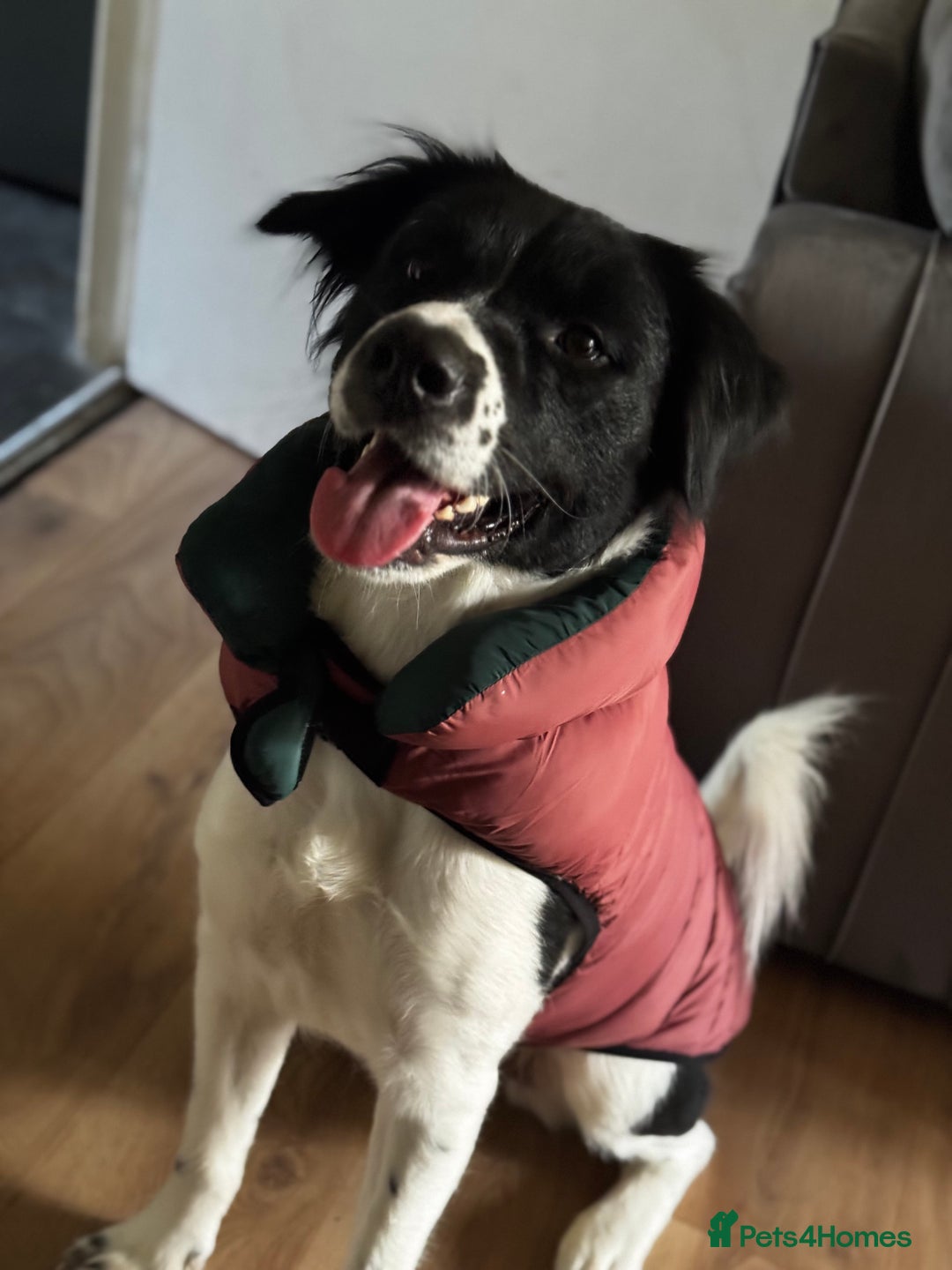 Mixed Breed dogs for sale: Large Female dog - Image 4
