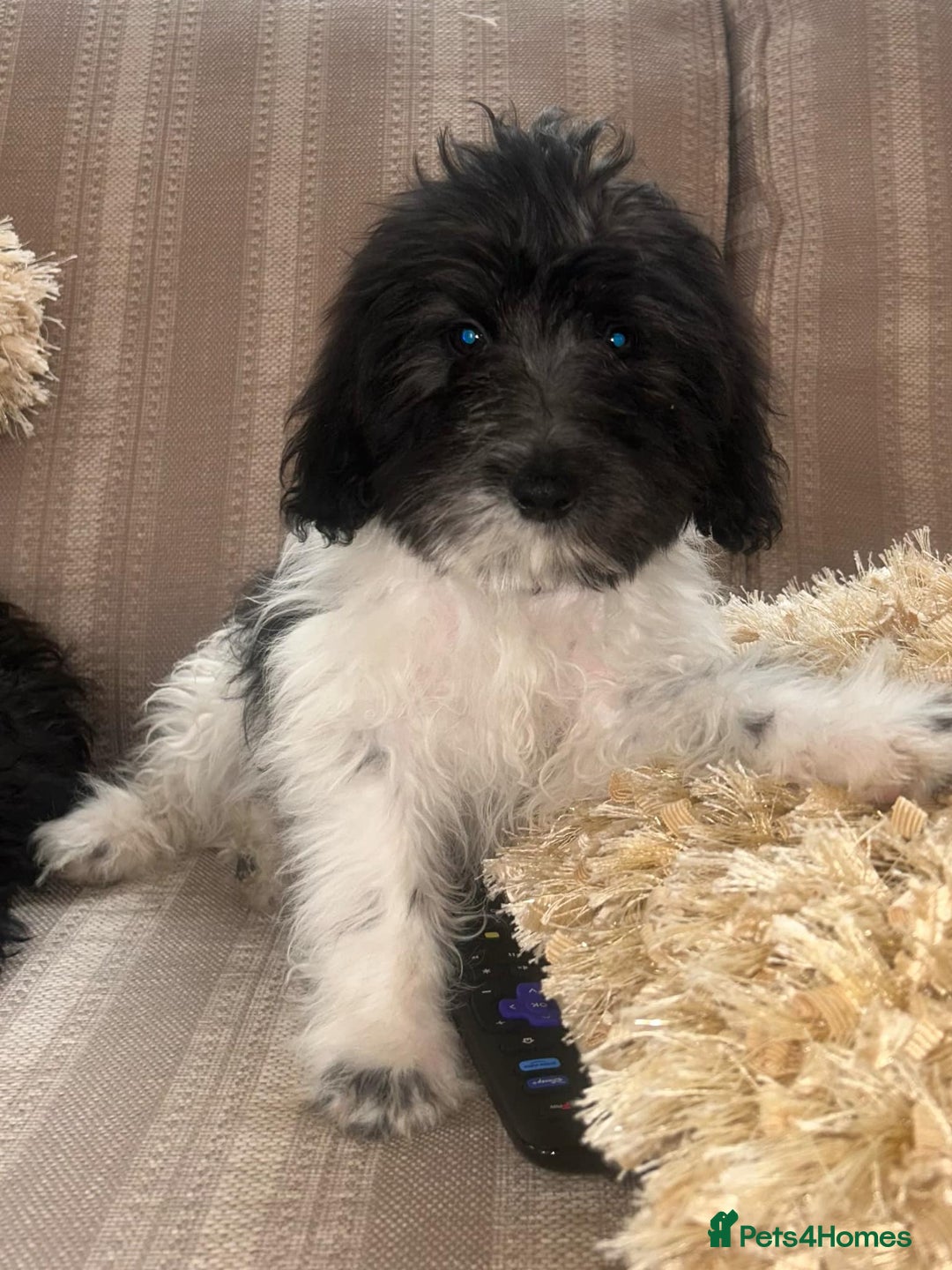 Cockapoo dogs for sale: Stunning cockapoos male&female - Image 3