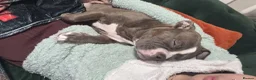 American Bully dogs for sale: Lila lu in Oldham - Advert 9