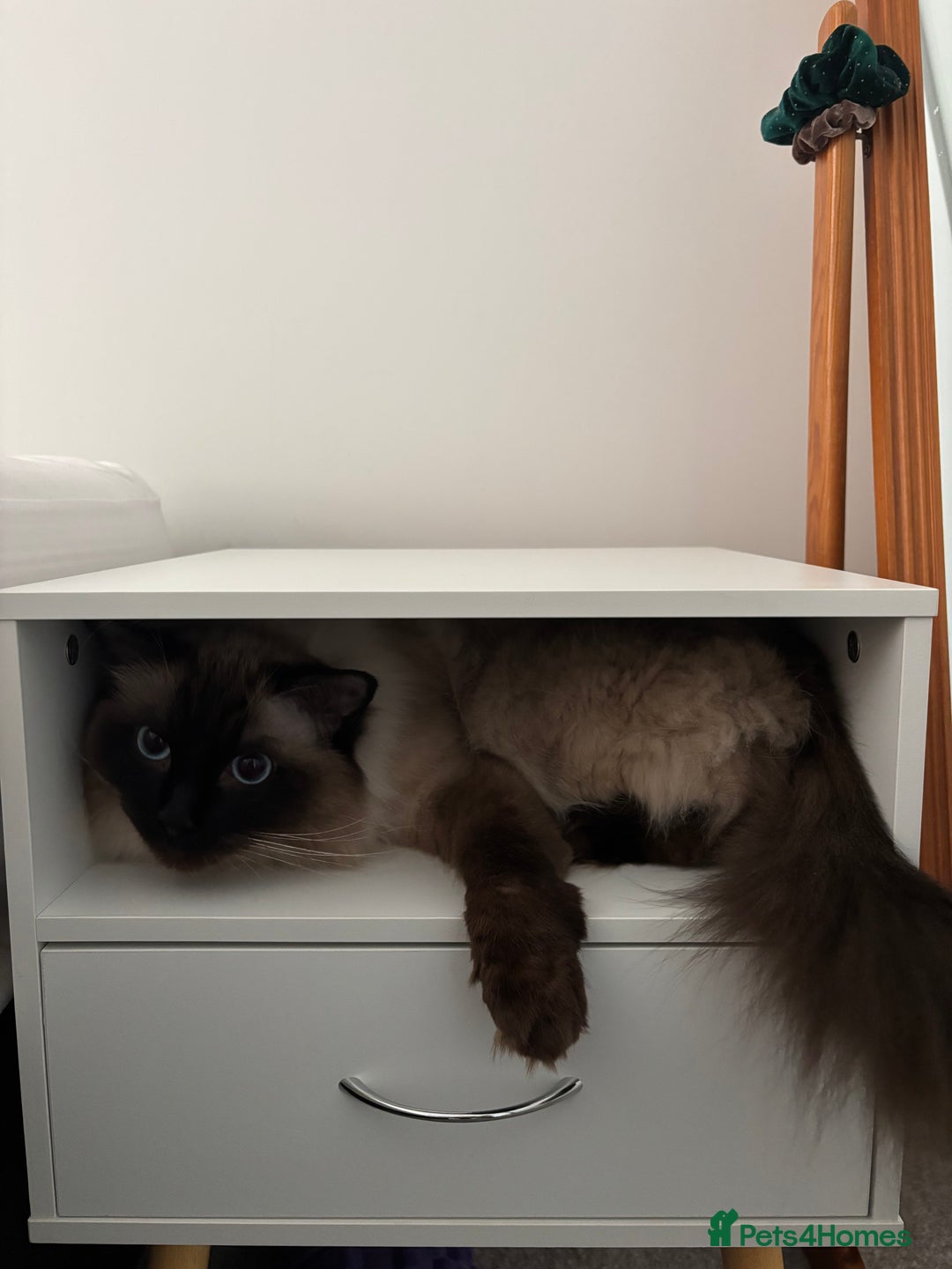 Ragdoll cats for sale: 2 Ragdolls (very close brothers) for adoption - Image 4