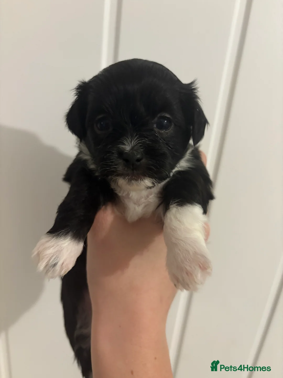 Mixed Breed dogs for sale: Puppies for sale  - Advert 3