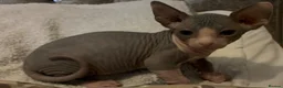 Sphynx cats for sale: Sphynx 2 girls 2 boys Blue  - Advert 7