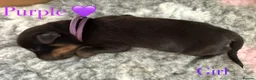 Rottweiler dogs for sale: 🐾 Beautiful Rottweiler Puppies 🐾 - Advert 19