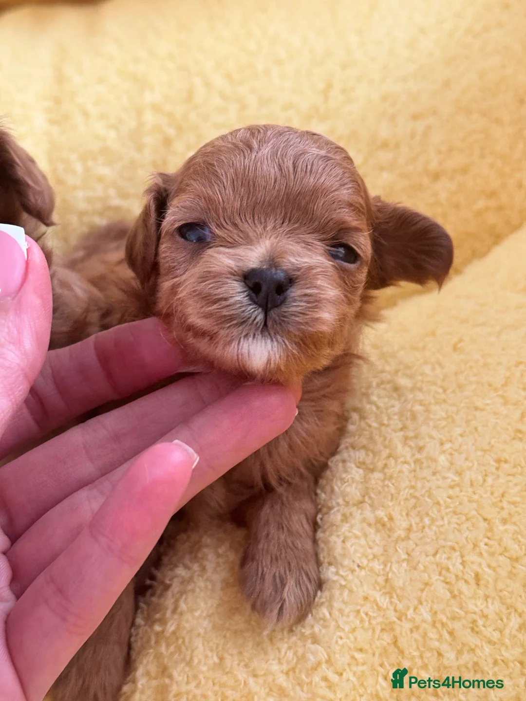 Maltipoo dogs for sale: 🧸Outstanding Quality☕️Teddy Face Asian Maltipoo🧸 - Advert 12