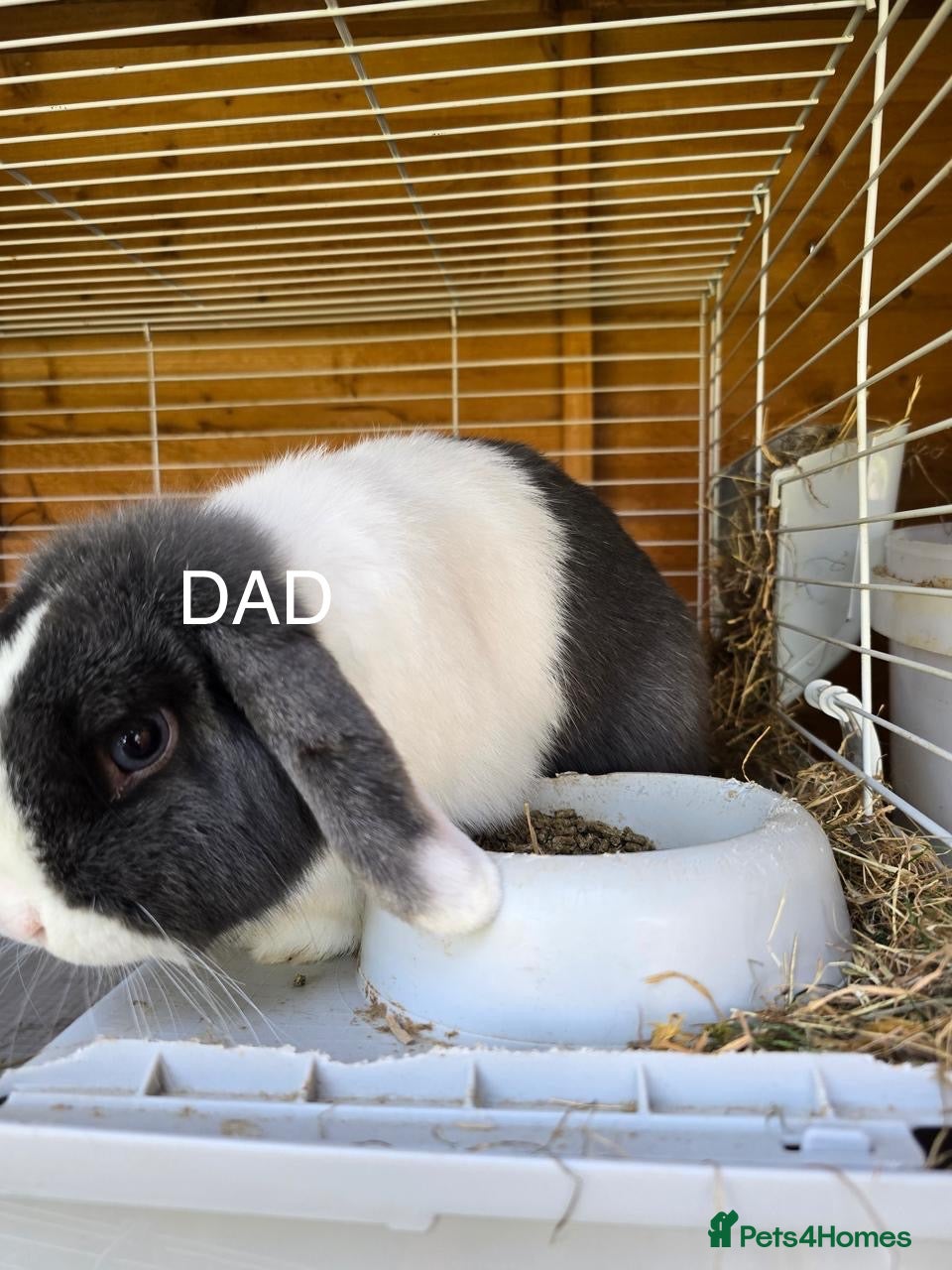 Mini Lop rabbits Purebred Minilops - 3 LEFT - Advert 2