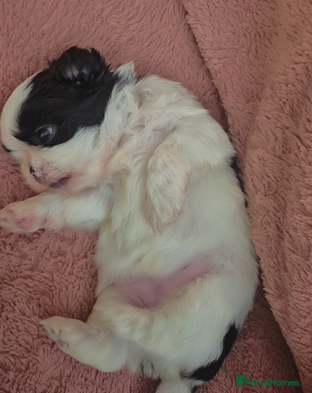 Shih Tzu dogs for sale: Imperial Shihtzu puppies - Image 9