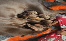 Dobermann dogs for sale: Beautiful litter of Doberman puppies  - Image 22
