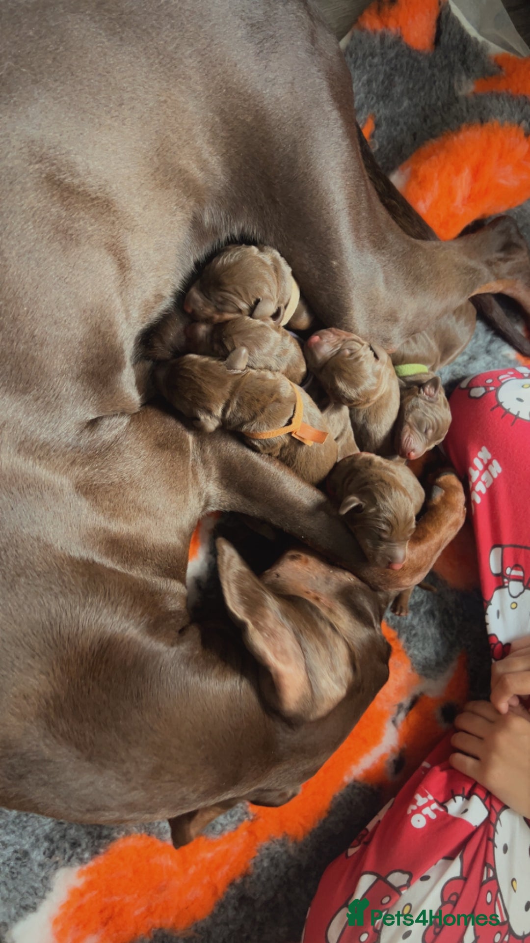 Dobermann dogs for sale: Beautiful litter of Doberman puppies  - Image 22