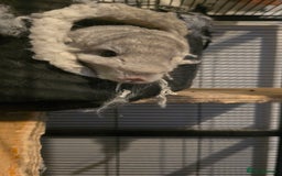 Chinchilla rodents for sale: Chinchilla for rehome  - Image 3