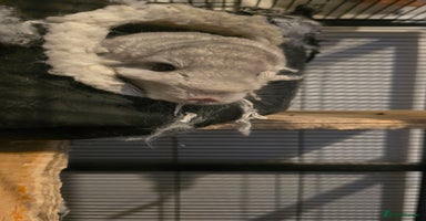 Chinchilla rodents - Advert 10