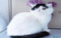 Exotic cats for sale: (Rare odd eye bicolours)🏆Exceptional. - Image 13