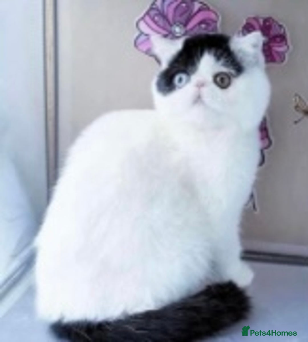 Exotic cats for sale: (Rare odd eye bicolours)🏆Exceptional. - Image 13