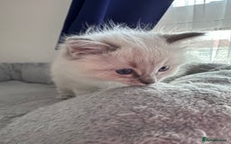Ragdoll cats for sale: Gorgeous Ragdoll Lynx Girls!  - Image 17