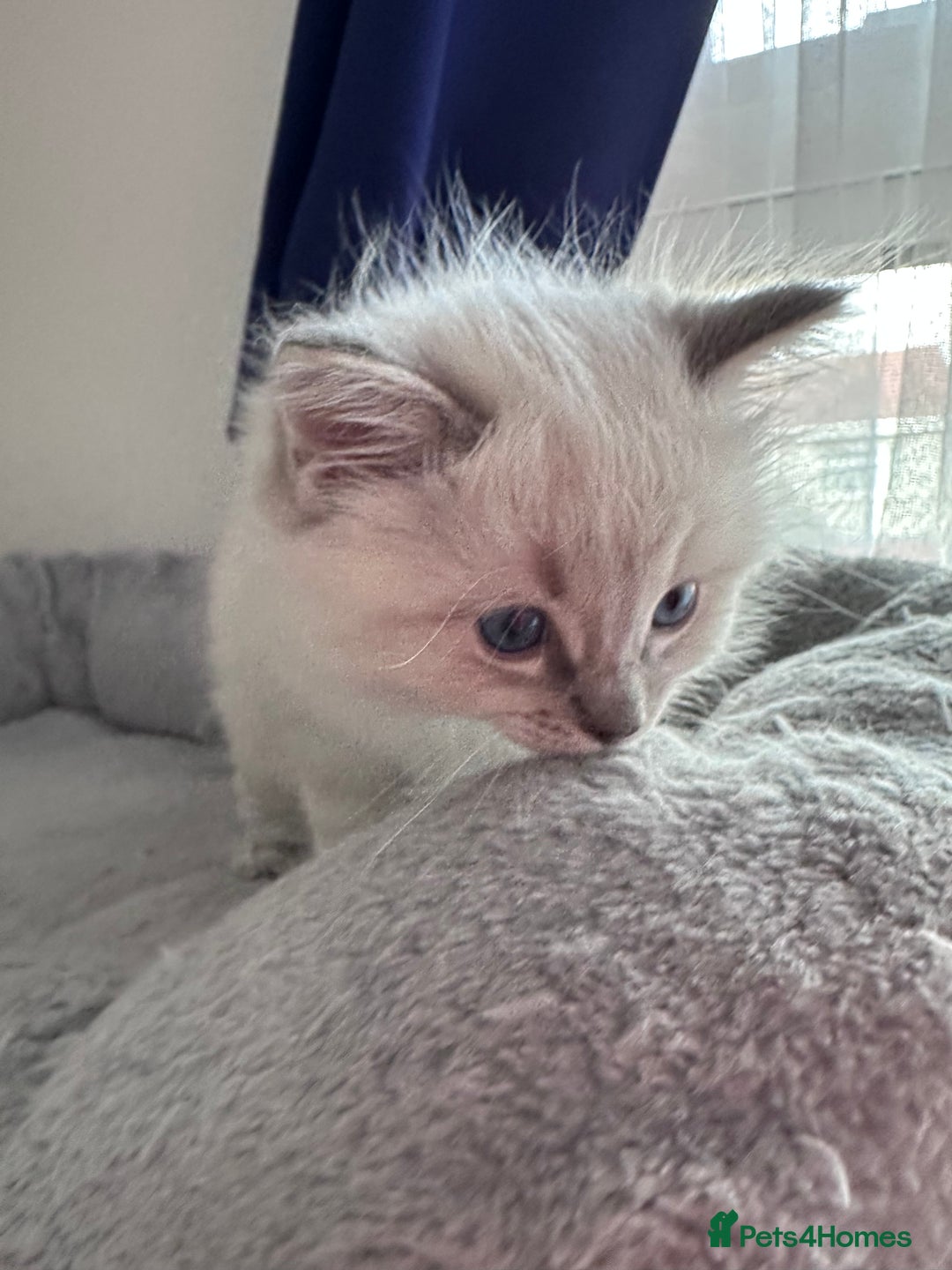 Ragdoll cats for sale: Gorgeous Ragdoll Lynx Girls!  - Image 17