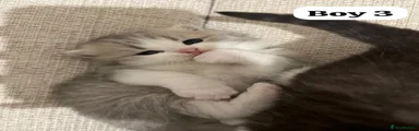 Scottish Fold 3