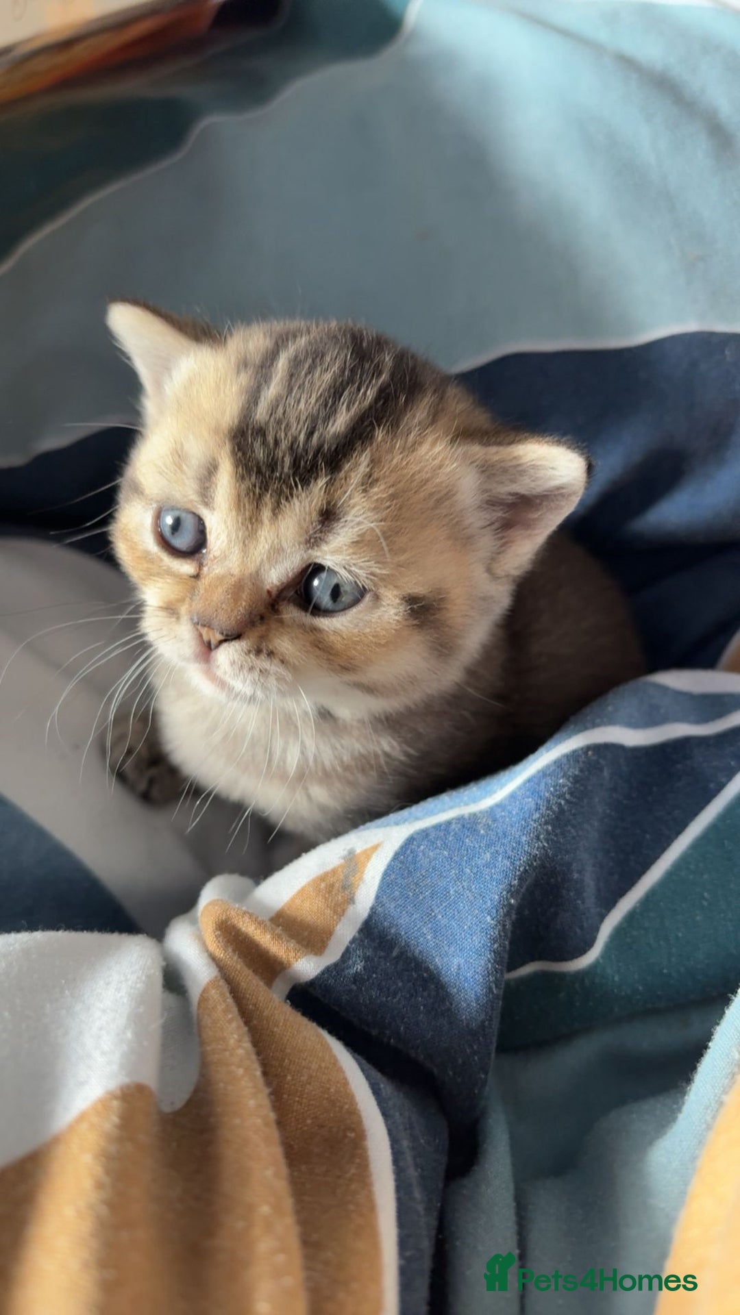 British Shorthair cats for sale: Golden British shorthairs  - Image 12