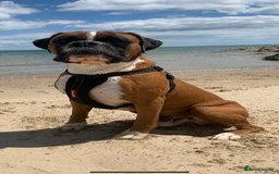 Boxer dogs for sale: Both parents are Heartscored 0 and DM clear KC reg - Image 7