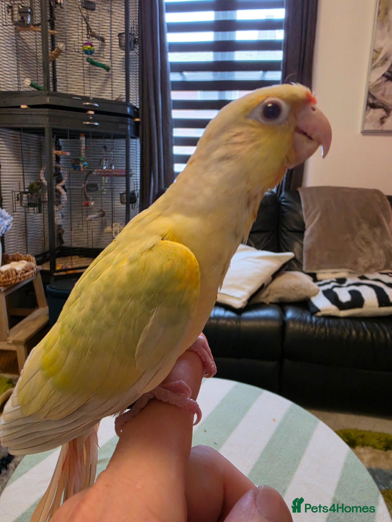 Conures birds Handreared Tame Conures - Advert 6