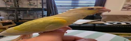 Conures birds for sale: Handreared Tame Conures - Advert 11