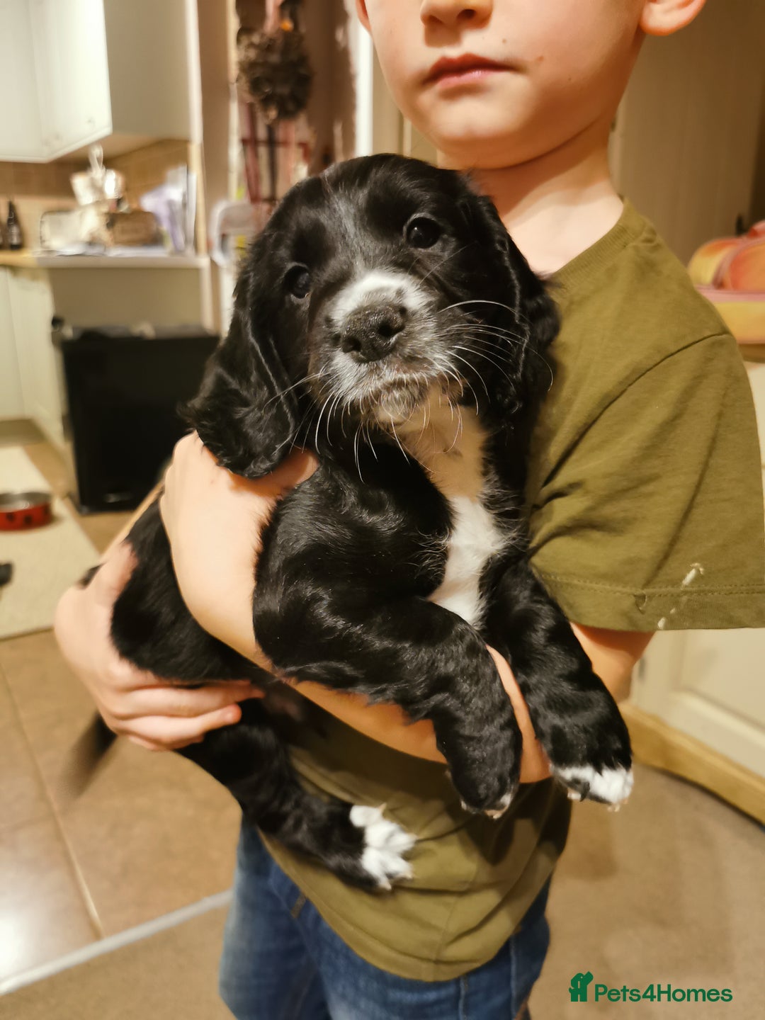 Cocker Spaniel dogs for sale: Gamekeeper bred kc reg working cocker puppys - Advert 6