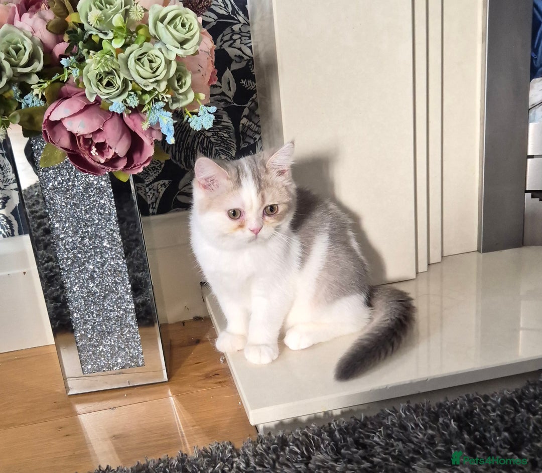 British Shorthair cats for sale: Ready now , Blue Golden and white boy  - Advert 2