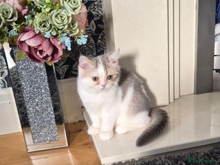 British Shorthair cats Ready now , Blue Golden and white boy - Advert 9