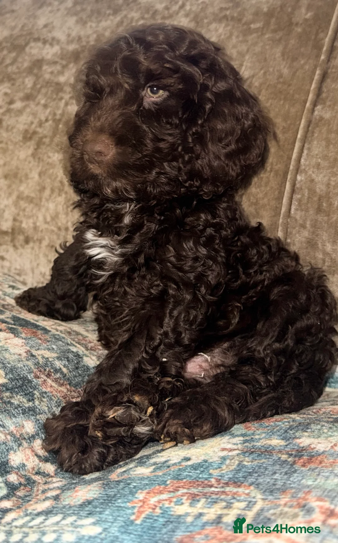 Cockapoo dogs for sale: Quality Cockapoo Puppies - Ready Now - Advert 6