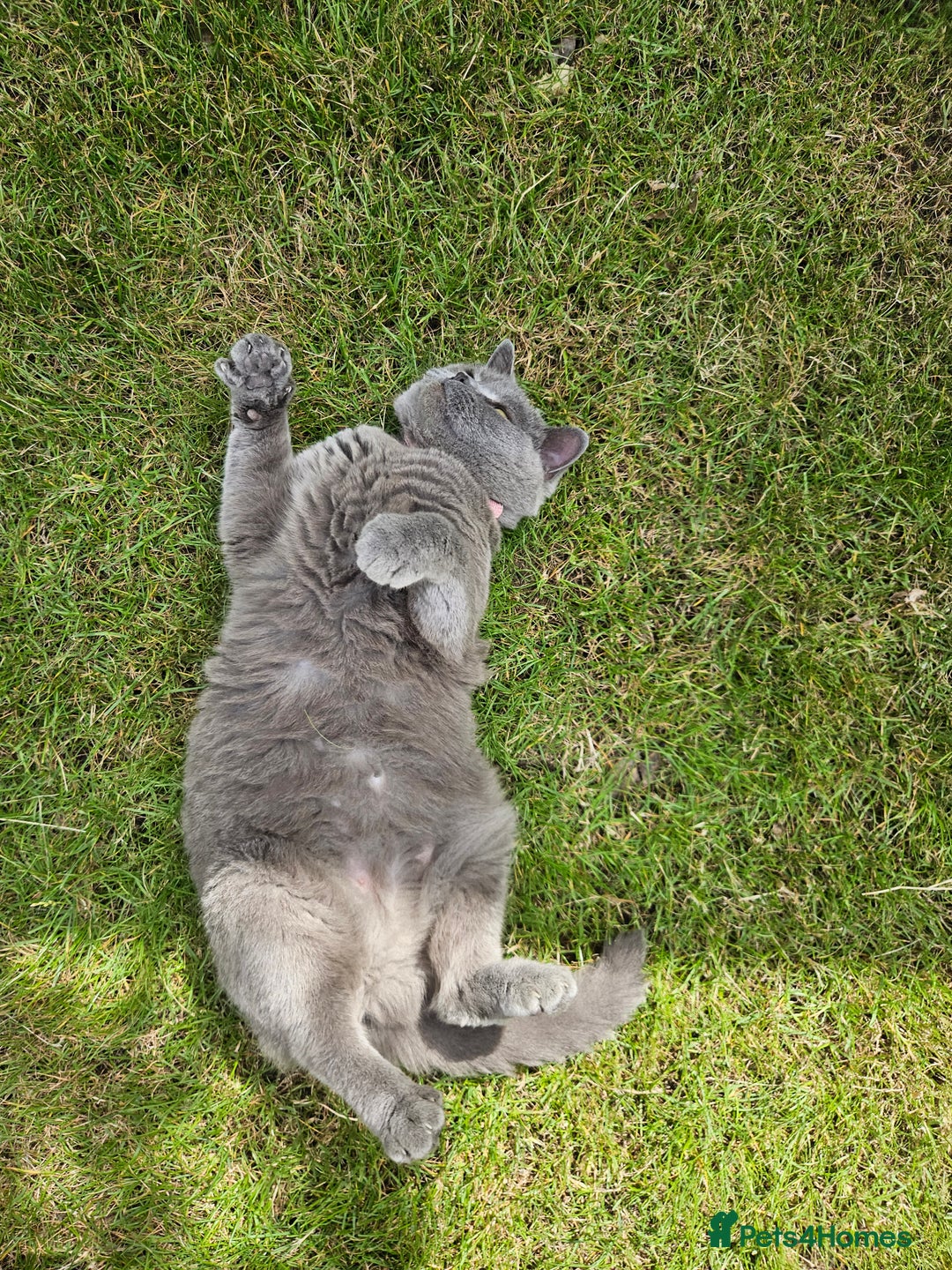British Shorthair cats for sale: Beautiful British Blue needs a loving home - Advert 6