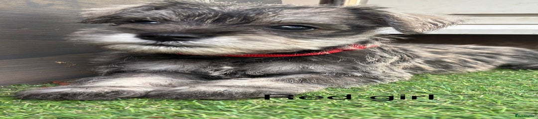 Schnoodle Puppy 5