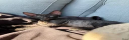 Cornish Rex cats for sale: Beautiful Cornish Rex’s ready for their new homes - Advert 22