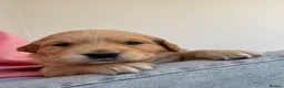 Golden Retriever dogs for sale: 1 Gorgeous Golden Retriever  Health Tested  - Advert 32