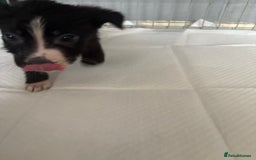 Mixed Breed dogs for sale: Females pups, rehoming ASAP - Image 2