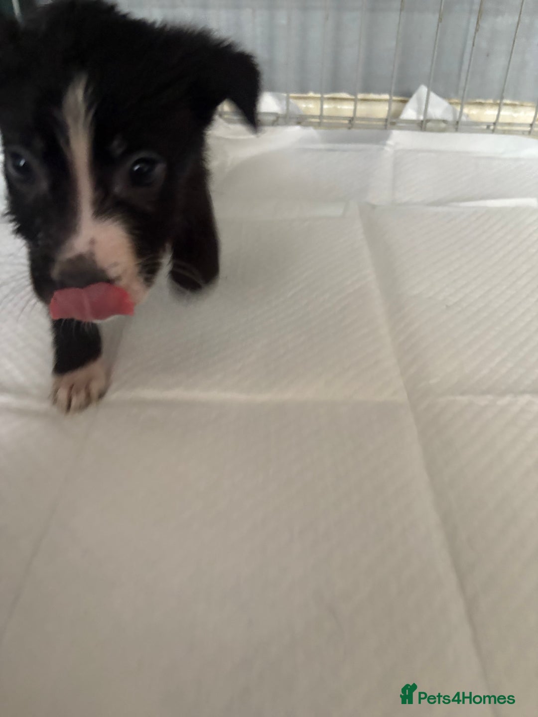 Mixed Breed dogs for sale: Females pups, rehoming ASAP - Image 2