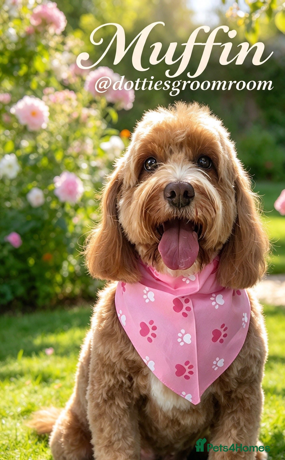 Cockapoo dogs ❤️🐾Stunning dark fox red F1b cockapoos 🐾❤️ - Advert 12