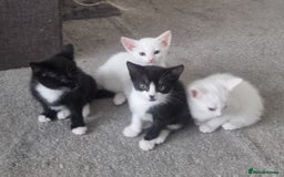 Turkish Angora cats for sale: Turkish Angora X Kittens Ready for New Homes  - Image 12
