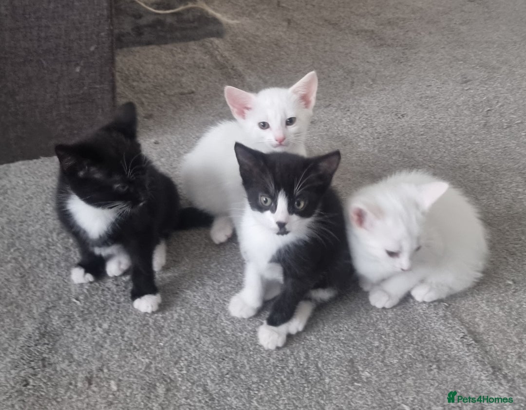 Turkish Angora cats for sale: Turkish Angora X Kittens Ready for New Homes  - Image 12
