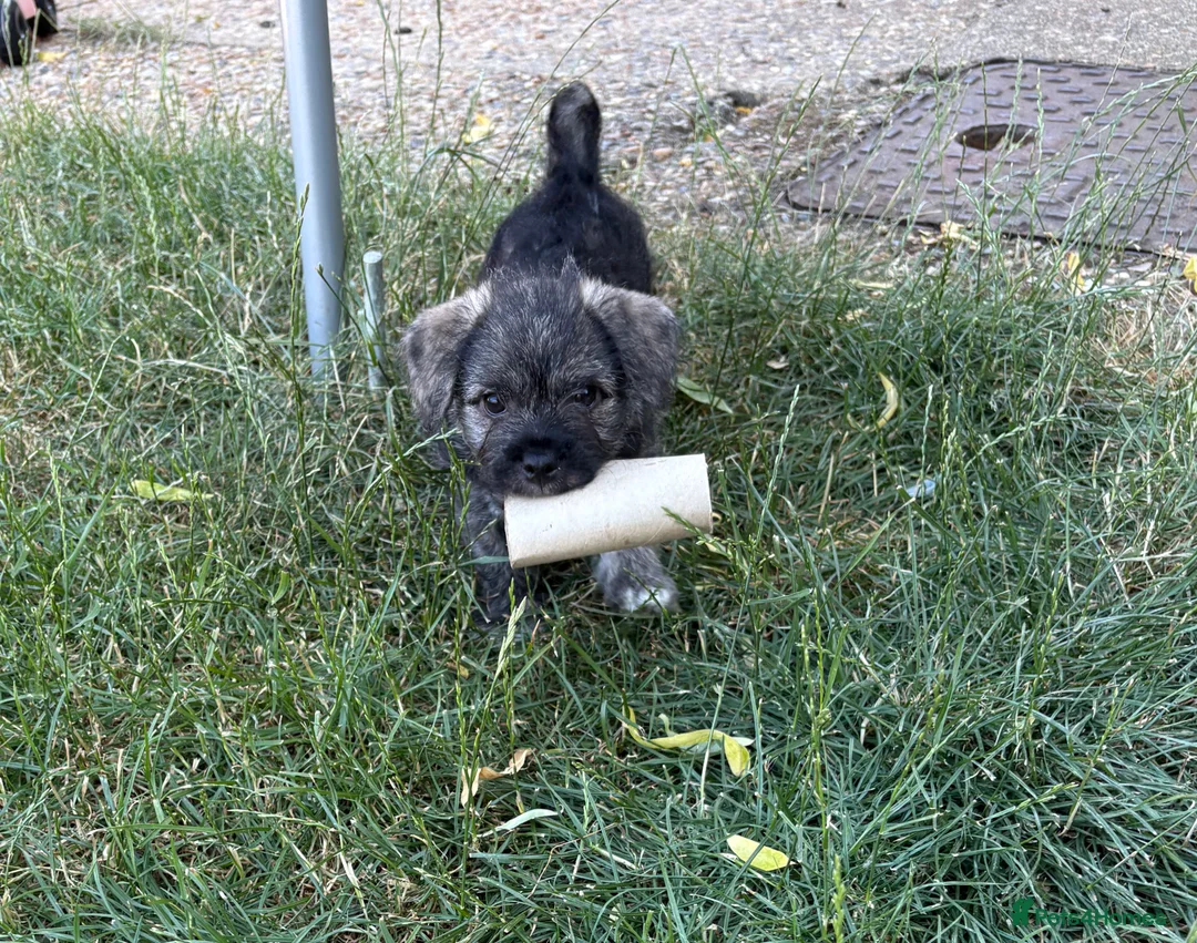 Mixed Breed dogs for sale: Female Pudland Puppy Looking For 5 Star Home - Advert 2