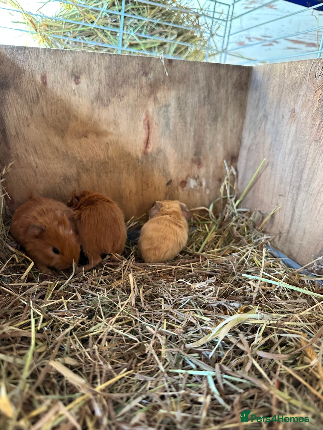Guinea Pig rodents for sale: 3 Pups for sale - 2 boars, 1 sow - Advert 6