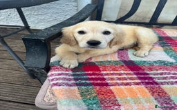 Golden Retriever dogs for sale: KC health checked outstanding temperaments  - Advert 3