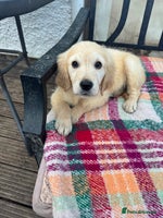 Golden Retriever dogs KC health checked outstanding temperaments - Advert 10