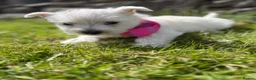 West Highland Terrier dogs for sale: Gorgeous Westie female puppies - Advert 9