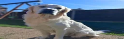 Golden Retriever dogs for sale: 6 beautiful golden retriever boys - Advert 16