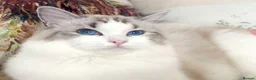 Ragdoll cats for sale: Show Line Ragdoll Seal Lynx Bicolour Girl - Advert 2