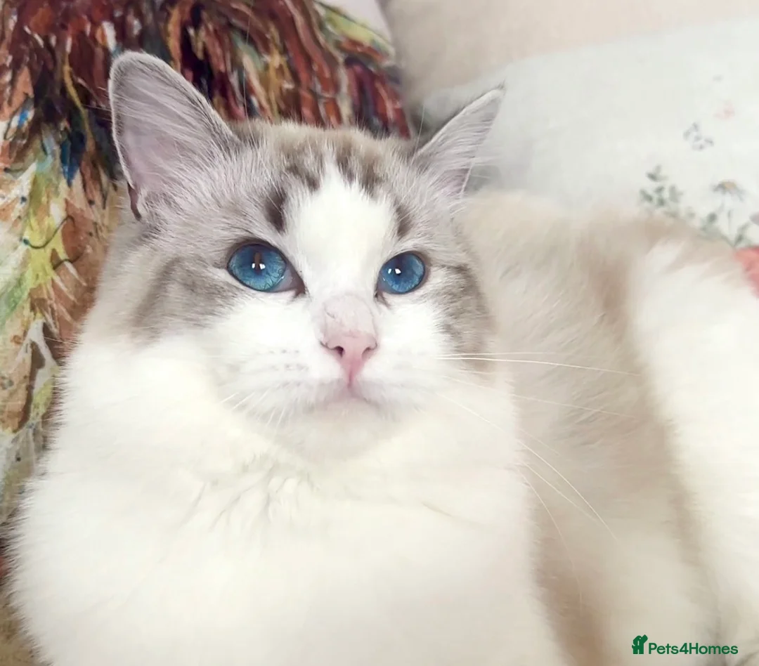 Ragdoll cats for sale: Show Line Ragdoll Seal Lynx Bicolour Girl - Advert 2