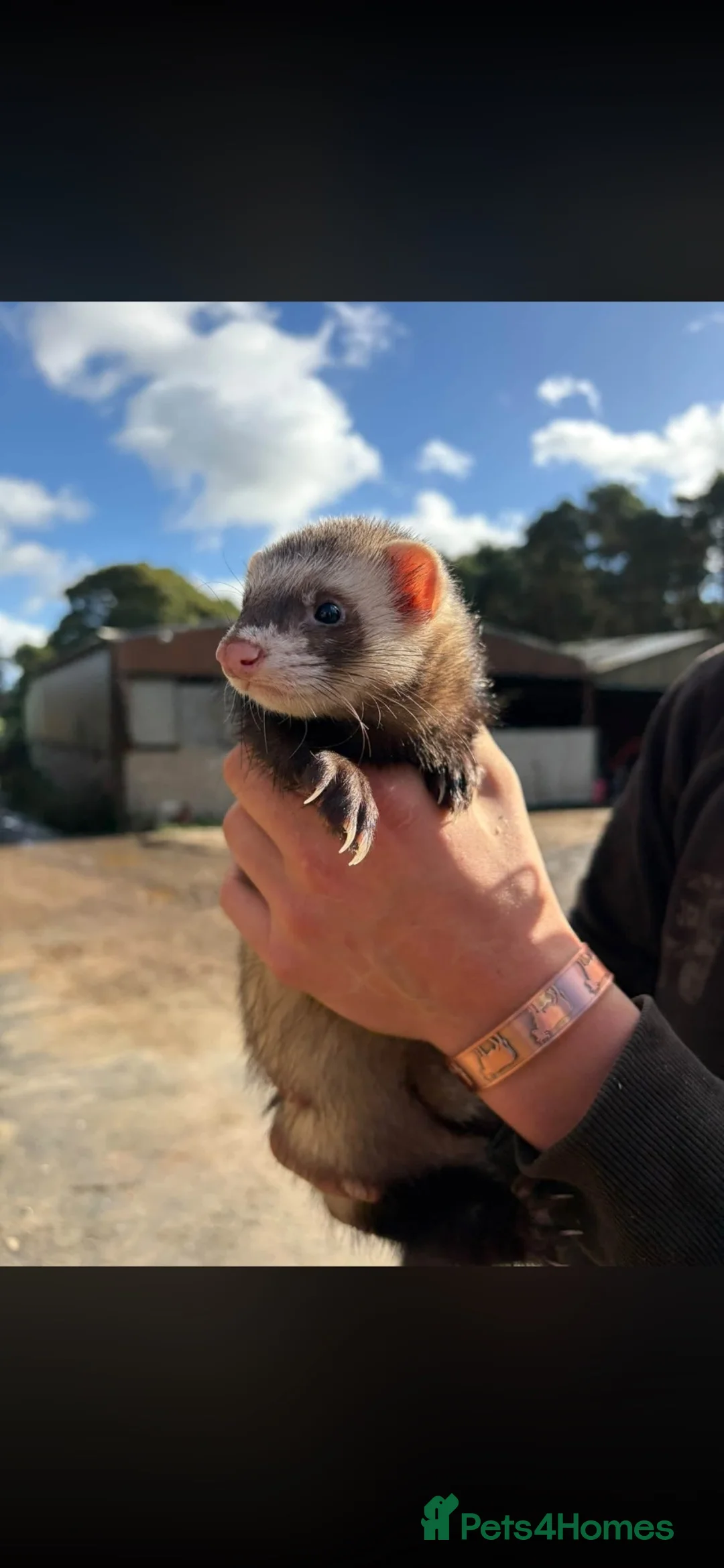 Ferret rodents for sale: 3 boys looking for new homes - Advert 1