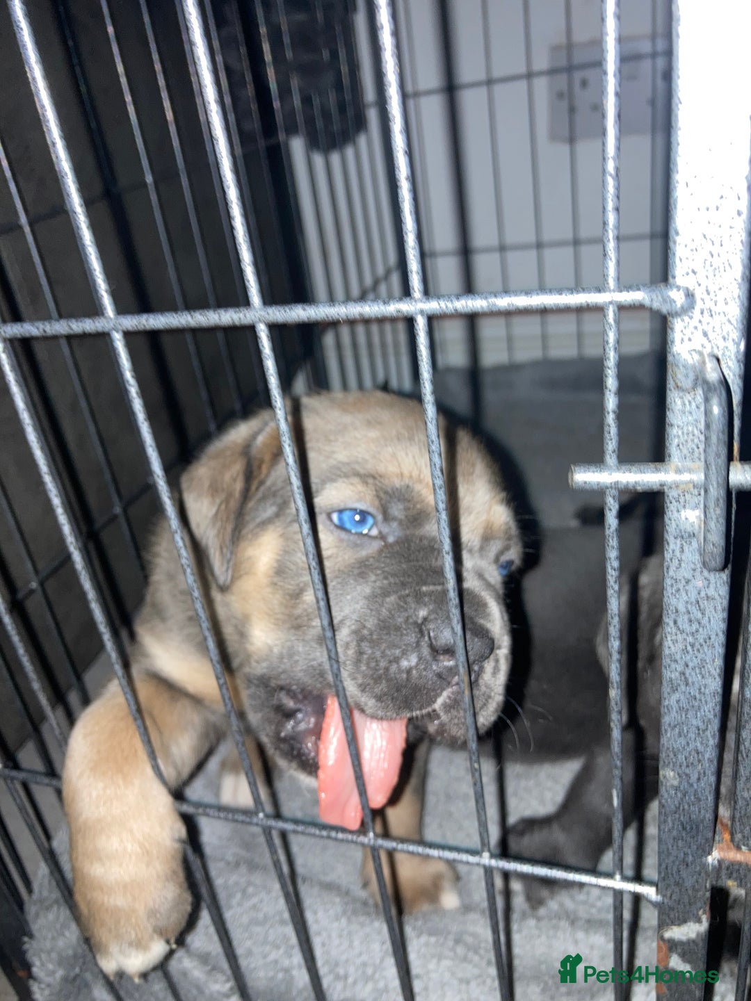 Cane Corso dogs for sale: Big furry floofballs - Advert 11