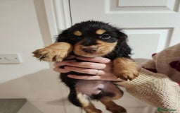 Cocker Spaniel dogs for sale: 3 kc reg working cocker spaniels avaliable  - Image 2