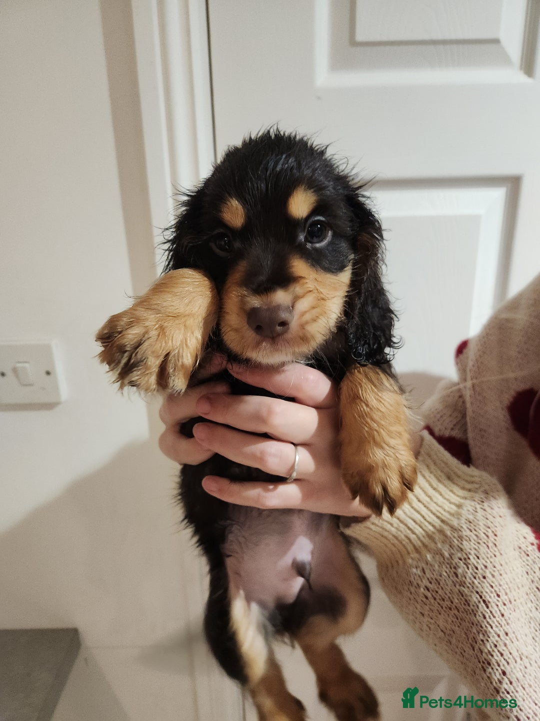 Cocker Spaniel dogs for sale: 3 kc reg working cocker spaniels avaliable  - Image 2
